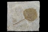 Fossil Poplar Leaf (Populus) - Nebraska #132996-1